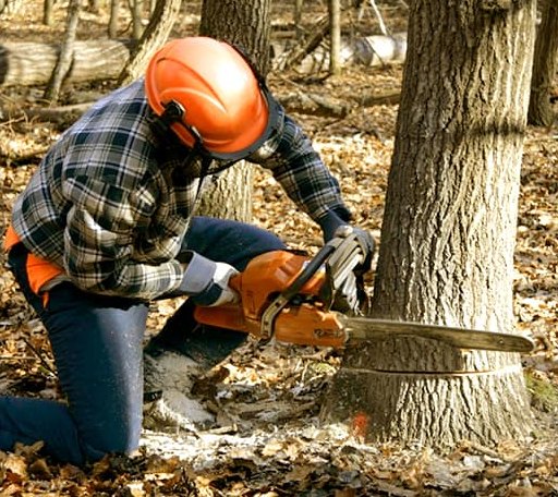 Tree Removal in Paige, TX
